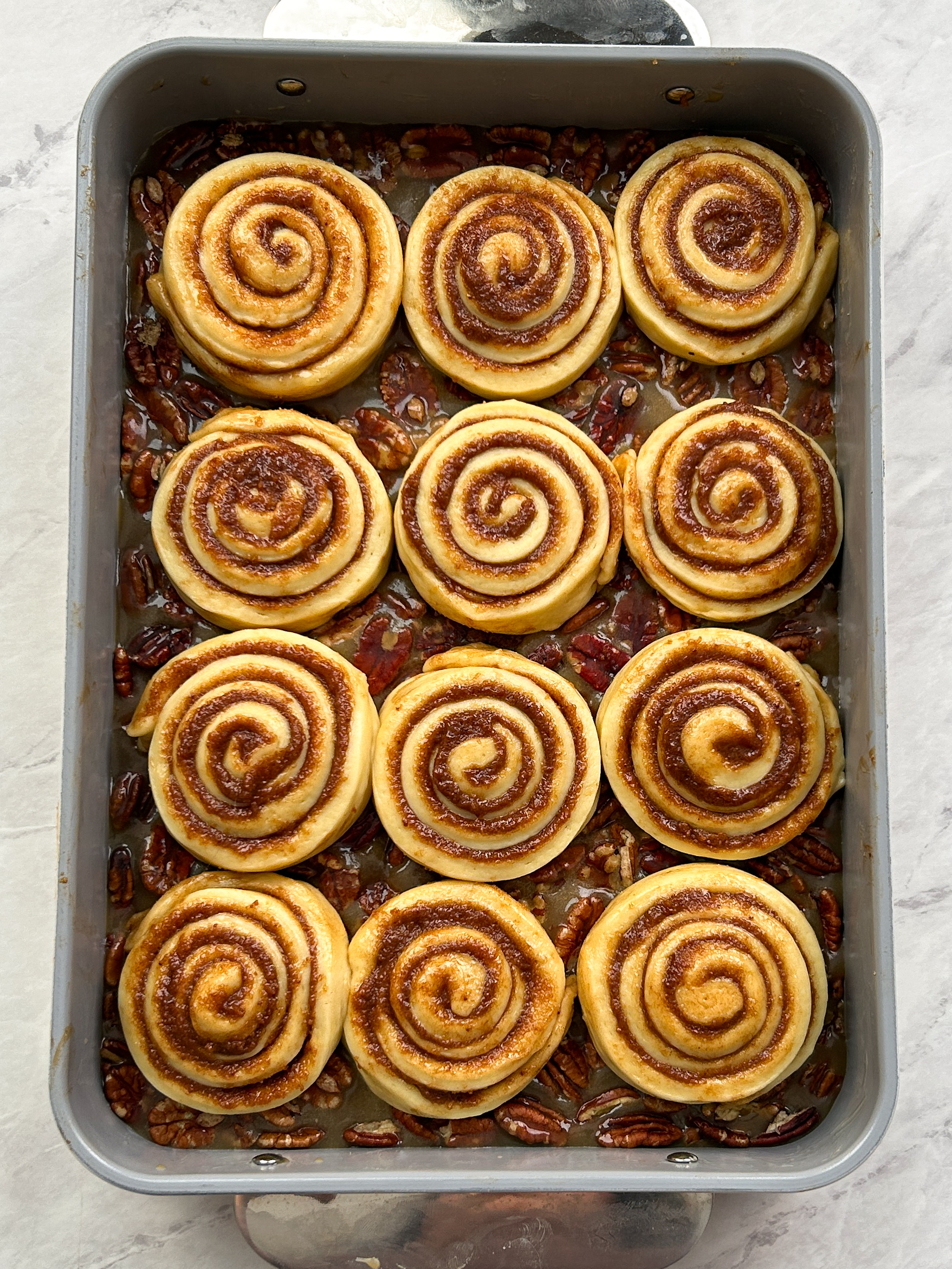 12 cinnamon rolls shaped and placed on top of sticky pecan filling in a 9x13 baking dish, waiting to be proofed
